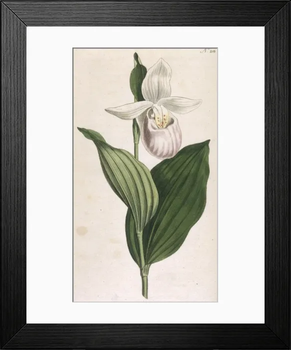 Framed Print : Plants / Cypripedium Album Framed Print : Plants / Cypripedium Album