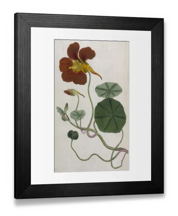 Framed Print : Plants / Tropaeolum Majus Framed Print : Plants / Tropaeolum Majus