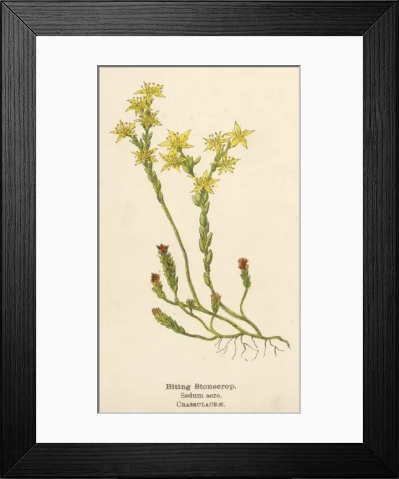 Framed Print : Plants / Sedum Acre Framed Print : Plants / Sedum Acre