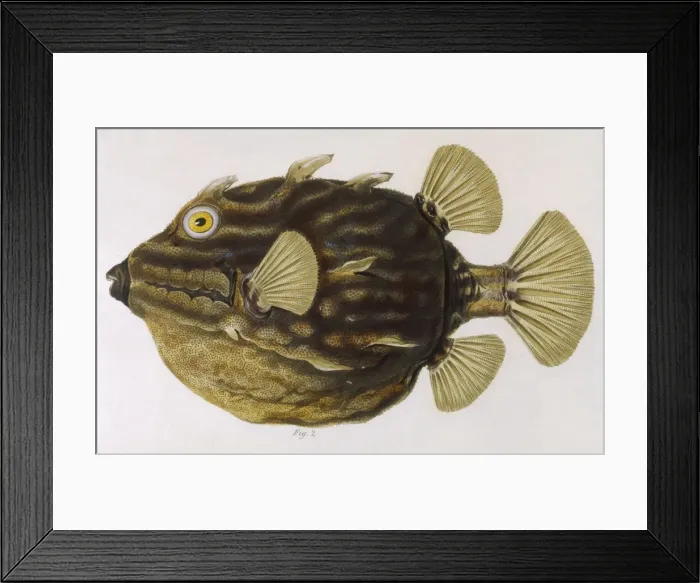 Framed Print : Coffer Fish 1849 Framed Print : Coffer Fish 1849
