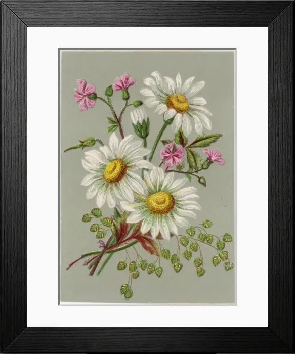 Framed Print : Plants / Bellis Sp Framed Print : Plants / Bellis Sp