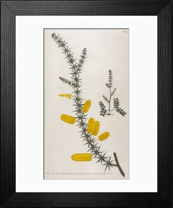 Framed Print : Mimosa Verticillata Framed Print : Mimosa Verticillata