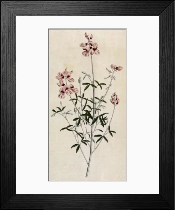 Framed Print : Indigofera Candicans Framed Print : Indigofera Candicans