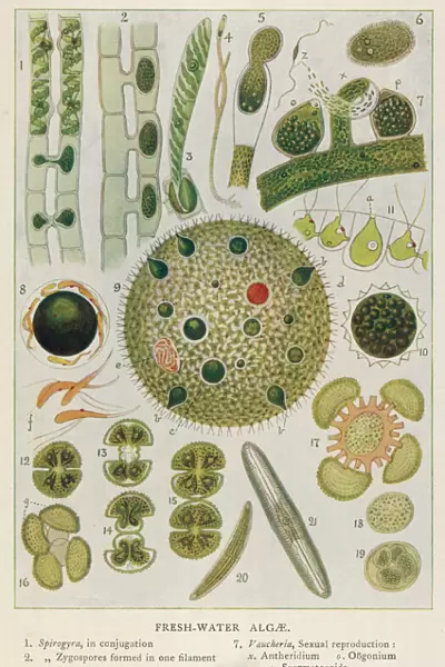 Plants  /  Algae