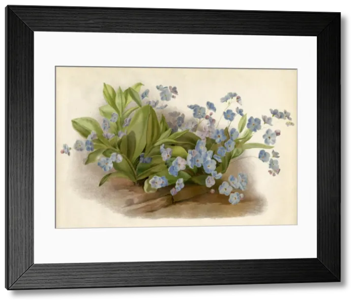 Framed Print : Plants / Myosotis Framed Print : Plants / Myosotis