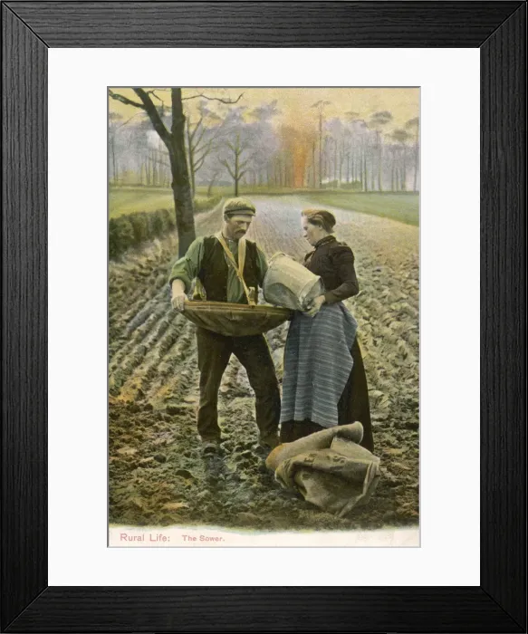 Framed Print : SOWING. A farmer and his wife sow their fields - she brings him the seed, he scatters it Framed Print : SOWING. A farmer and his wife sow their fields - she brings him the seed, he scatters it
