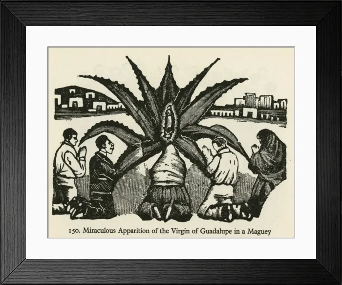 Framed Print : Miraculous Maguey Framed Print : Miraculous Maguey