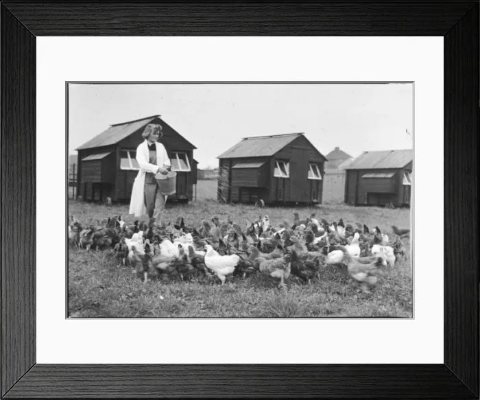 Framed Print : Feeding Hens Framed Print : Feeding Hens