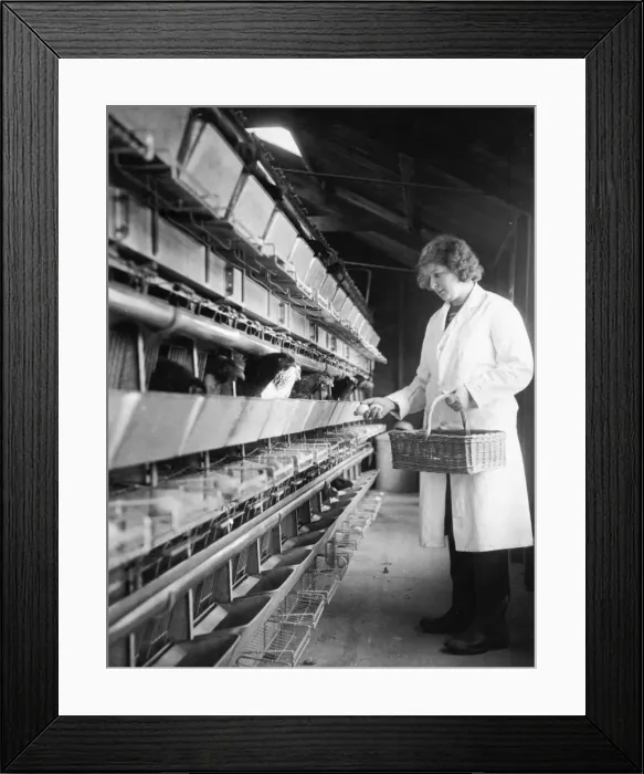 Framed Print : Collecting Eggs Framed Print : Collecting Eggs
