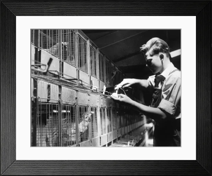 Framed Print : Collecting Eggs 2 / 2 Framed Print : Collecting Eggs 2 / 2