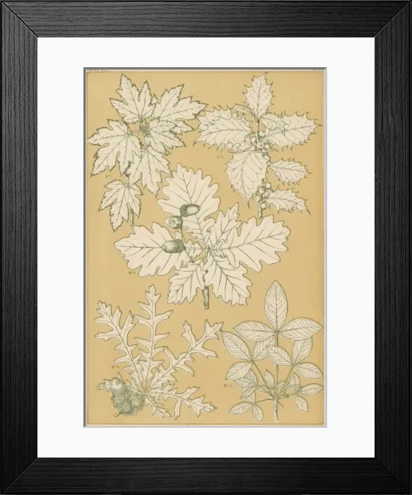 Framed Print : Owen Jones Flowers 95 Framed Print : Owen Jones Flowers 95