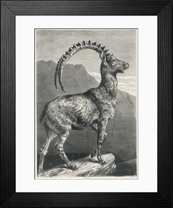 Framed Print : GOAT / IBEX 1876 Framed Print : GOAT / IBEX 1876