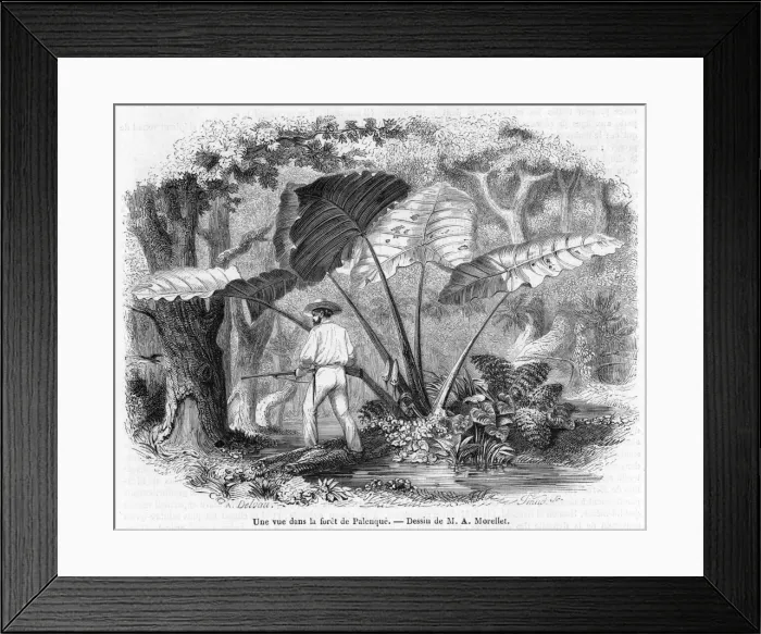 Framed Print : Mexico F0Rest Scene Framed Print : Mexico F0Rest Scene