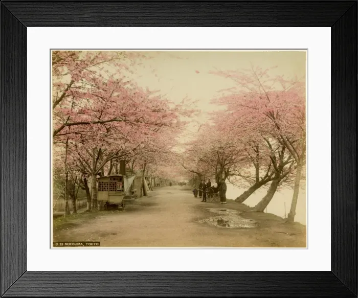 Framed Print : Mukojima, Tokyo Framed Print : Mukojima, Tokyo
