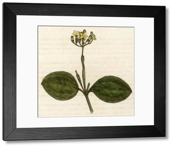 Framed Print : Strychnos Nux-Vomica Framed Print : Strychnos Nux-Vomica