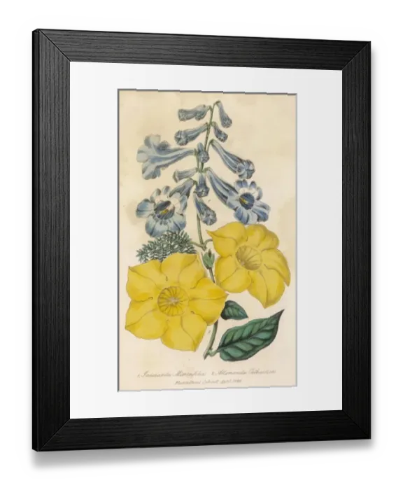 Framed Print : Plants / Mixed Species Framed Print : Plants / Mixed Species