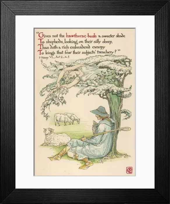 Framed Print : Crataegus Oxyacantha Framed Print : Crataegus Oxyacantha