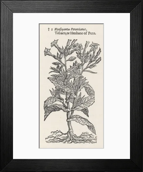 Framed Print : Plants / Nicotiana Tabacum Framed Print : Plants / Nicotiana Tabacum
