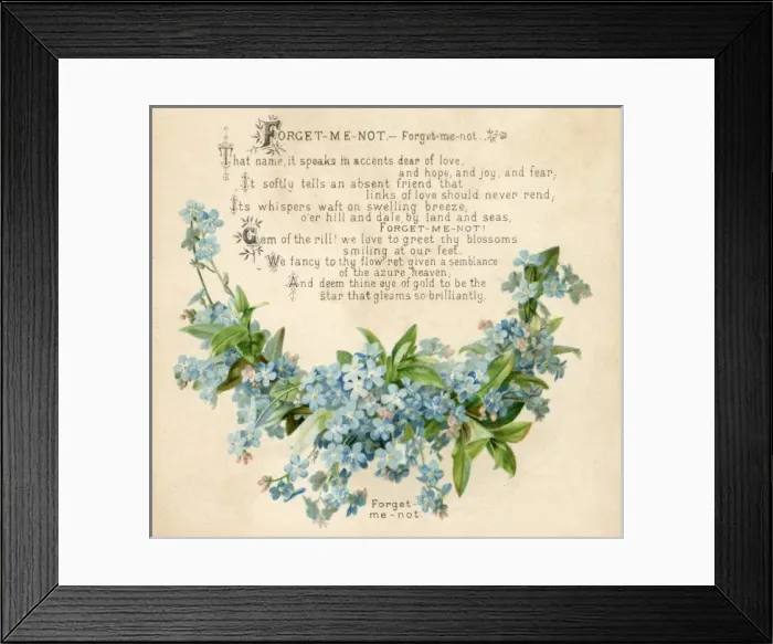 Framed Print : Plants / Myosotis Framed Print : Plants / Myosotis
