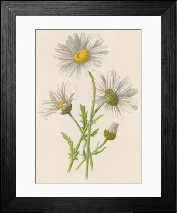 Framed Print : Chrysanthemum Leucanth Framed Print : Chrysanthemum Leucanth