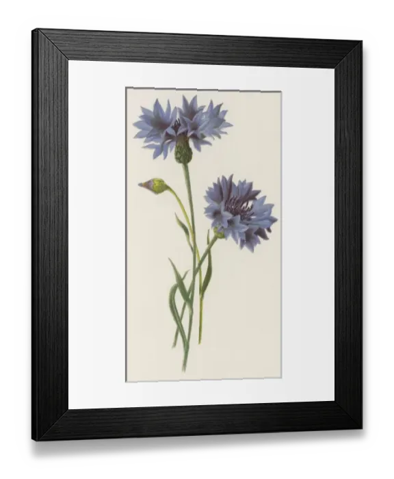 Framed Print : Plants / Centaurea Cyanus Framed Print : Plants / Centaurea Cyanus