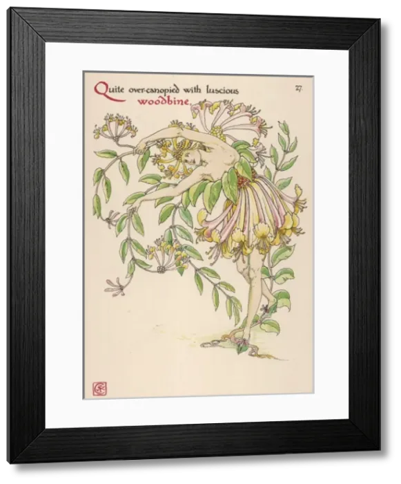 Framed Print : Lonicera Periclymenum Framed Print : Lonicera Periclymenum