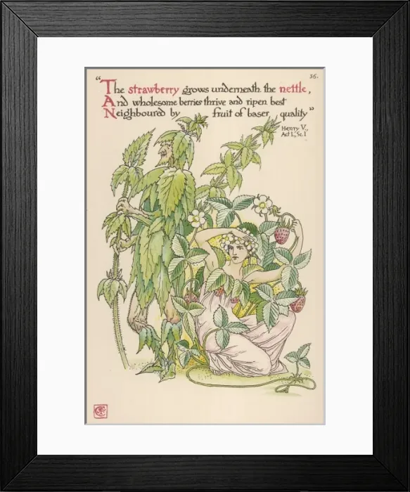 Framed Print : Plants / Urtica Dioica Framed Print : Plants / Urtica Dioica