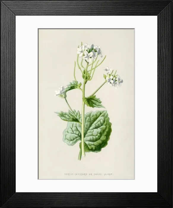 Framed Print : Alliaria Officinalis Framed Print : Alliaria Officinalis