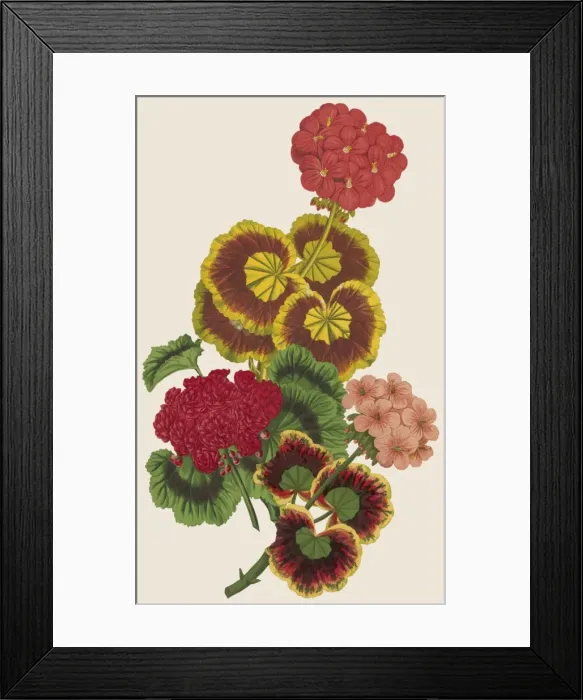 Framed Print : Pelargonium / Geranium Framed Print : Pelargonium / Geranium
