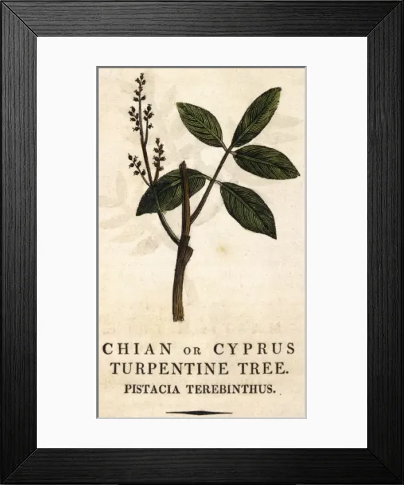 Framed Print : Pistacia Terebinthus Framed Print : Pistacia Terebinthus