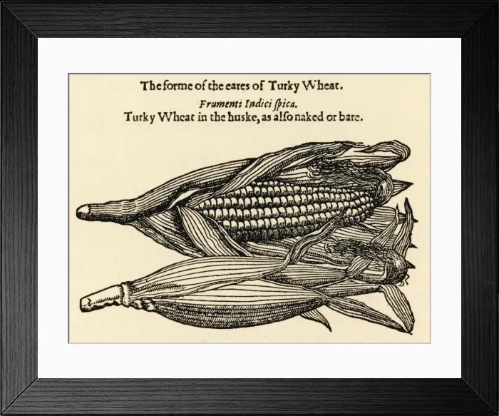 Framed Print : Plants / Zea-Mays Framed Print : Plants / Zea-Mays