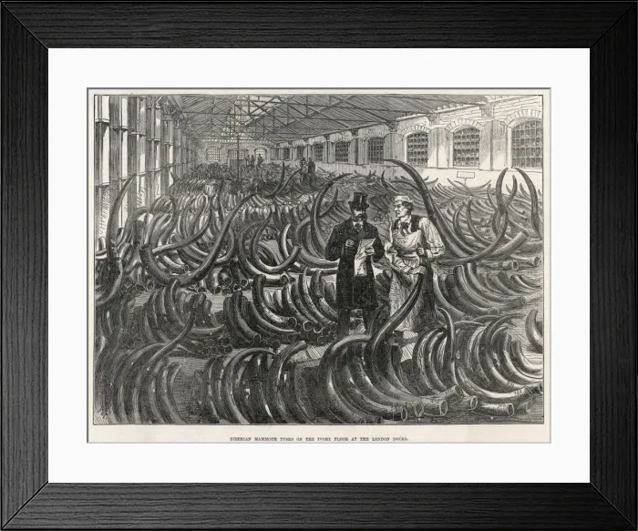 Framed Print : Mammoth Tusks Framed Print : Mammoth Tusks