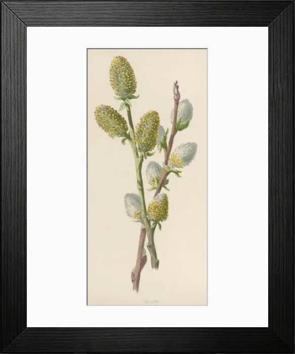 Framed Print : Plants / Salix Caprea Framed Print : Plants / Salix Caprea