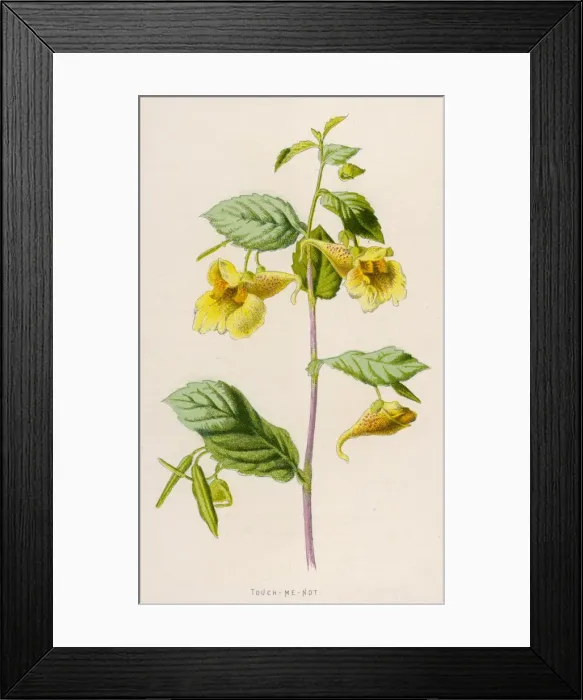 Framed Print : Impatiens Noli-Me-Tanger Framed Print : Impatiens Noli-Me-Tanger