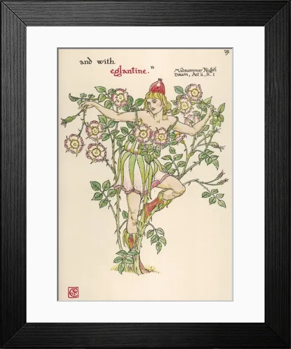 Framed Print : Plants / Rosa Rubiginosa Framed Print : Plants / Rosa Rubiginosa