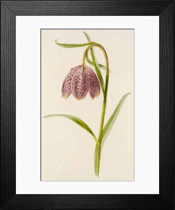 Framed Print : Fritillaria Meleagris Framed Print : Fritillaria Meleagris