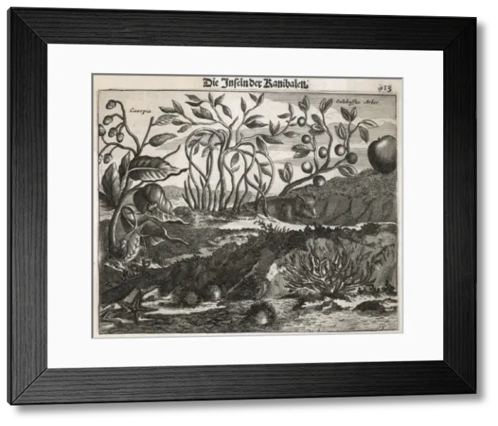 Framed Print : Plants / Crescentia Cujete Framed Print : Plants / Crescentia Cujete