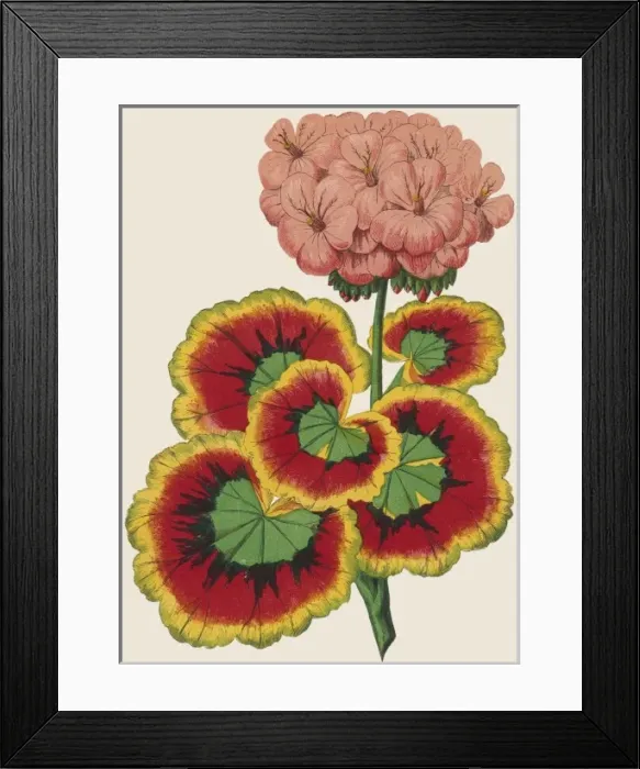 Framed Print : Pelargonium / Geranium Framed Print : Pelargonium / Geranium