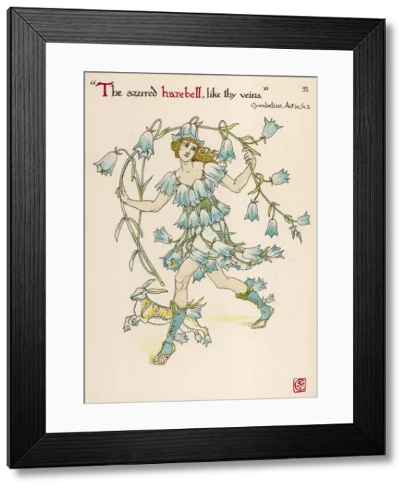 Framed Print : Campanula Rotundiflora Framed Print : Campanula Rotundiflora
