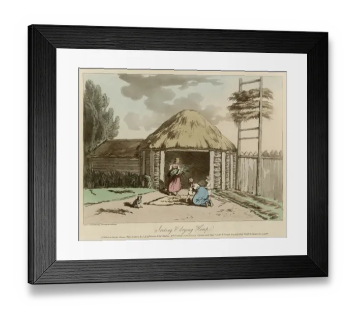 Framed Print : Drying Hemp, Russia Framed Print : Drying Hemp, Russia