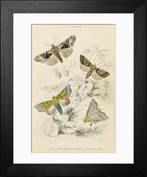 Framed Print : Three further Moths Framed Print : Three further Moths