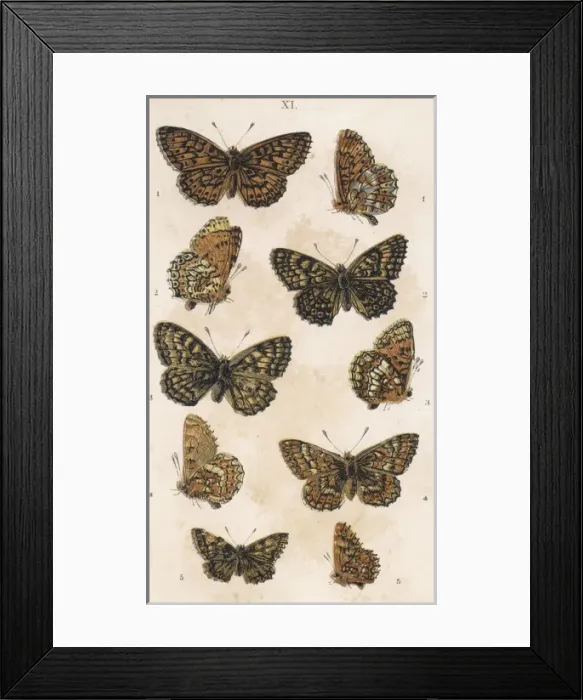 Framed Print : Fritillaries Framed Print : Fritillaries