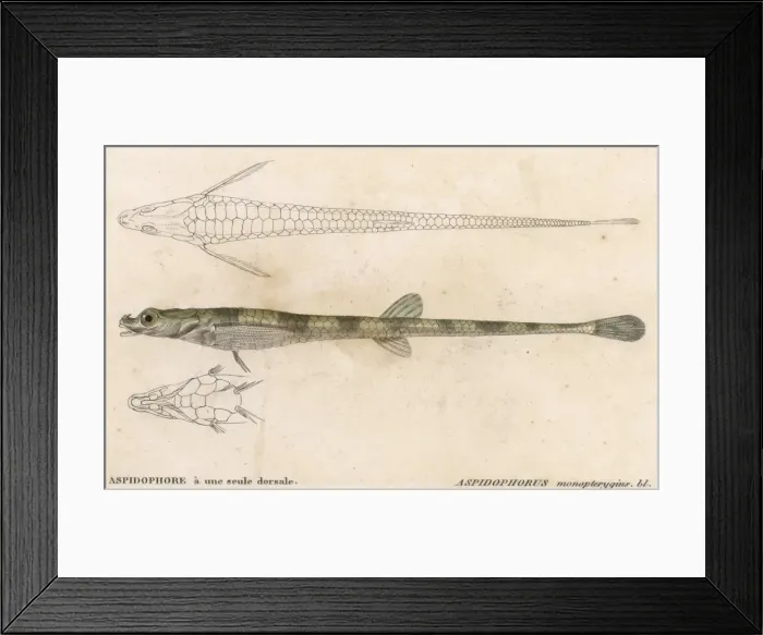 Framed Print : Alligator Fish Framed Print : Alligator Fish