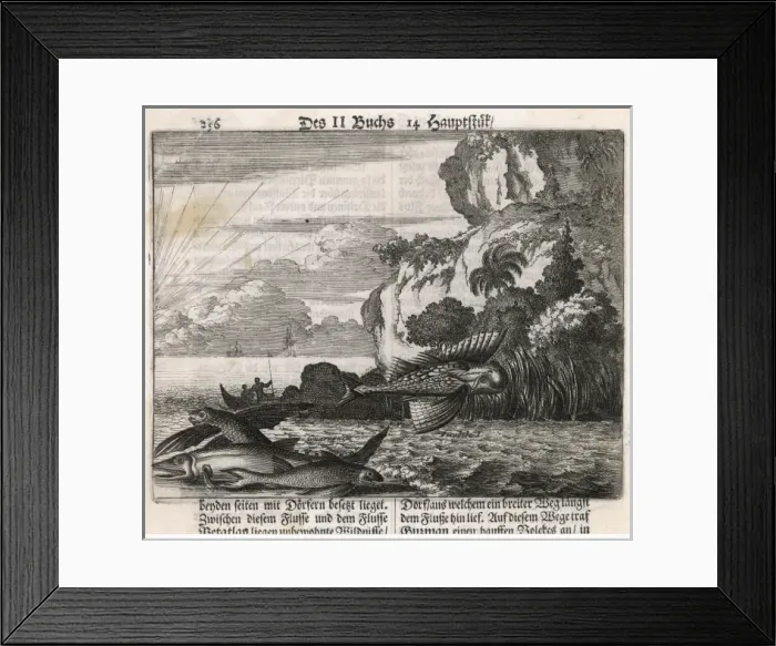 Framed Print : Flying Fish / De Bry Framed Print : Flying Fish / De Bry
