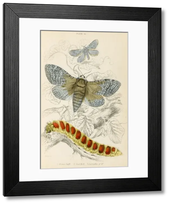 Framed Print : TWO MOTHS. ORANGE SWIFT MOTH GOAT MOTH with its caterpillar Framed Print : TWO MOTHS. ORANGE SWIFT MOTH GOAT MOTH with its caterpillar