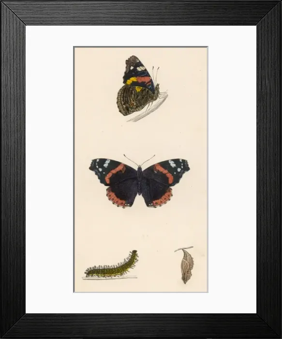 Framed Print : Red Admiral Butterfly Framed Print : Red Admiral Butterfly