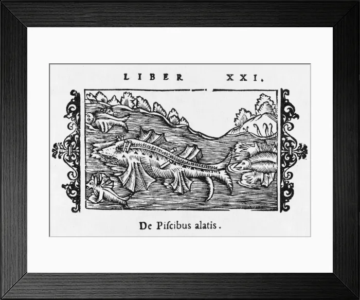 Framed Print : Flying Fish / Northern Sea Framed Print : Flying Fish / Northern Sea