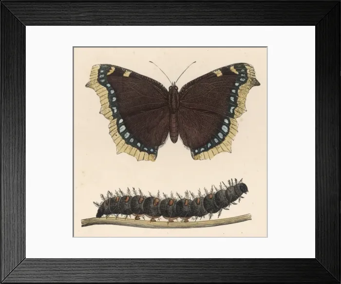 Framed Print : Camberwell Beauty C1860