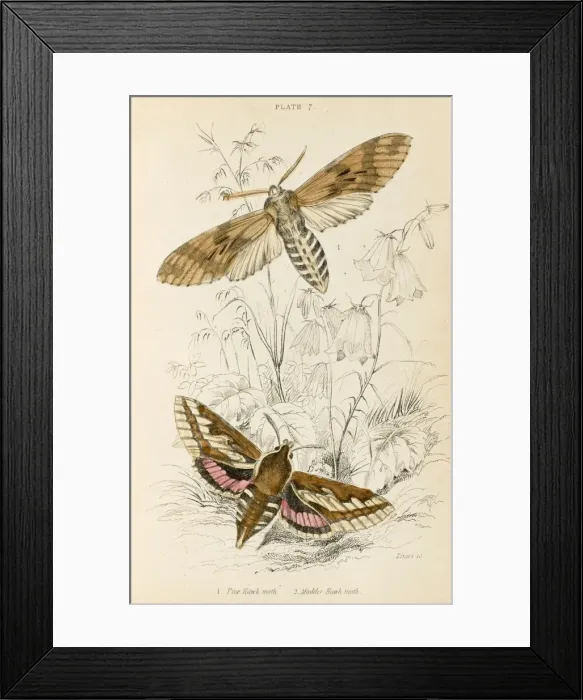 Framed Print : Two Hawk Moths Framed Print : Two Hawk Moths