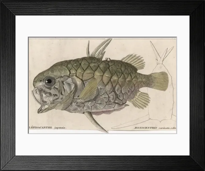 Framed Print : A Pineapple Fish Framed Print : A Pineapple Fish